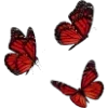 🦋