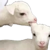 🐏