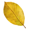 🍂