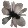 🌺