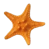 🌟