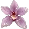 🌸