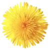🌼