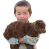 🐂