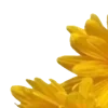 💛