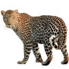 🐆