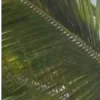 🤩