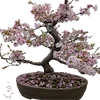 🌸