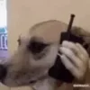 📞