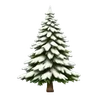🌲