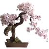 🌸