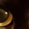 🤩