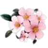 🌸