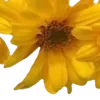 💛