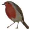 🐦‍⬛