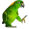 🦜