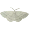 🦋