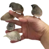 🐦