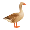 🪿
