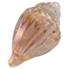 🐚