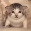 👁