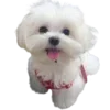 🐶