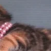 🎀