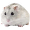 🐹