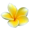 🌺