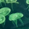 🤩