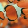🤩