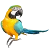 🦜