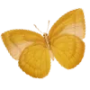 🦋