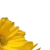 💛