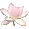 🌸