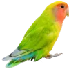 🦜