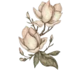 🌷