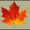 🍂