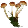 🌱