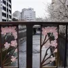 🌸