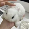 🐰