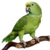 🦜