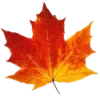 🍂