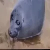 🫡
