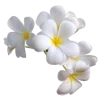 🌸