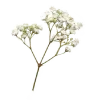 🌿