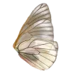 🦋
