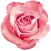 🌹