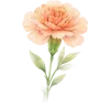 🌹