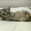 💤